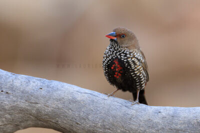 Painted Finch - Female
