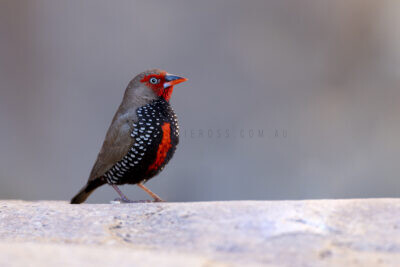 Painted Finch - Male1