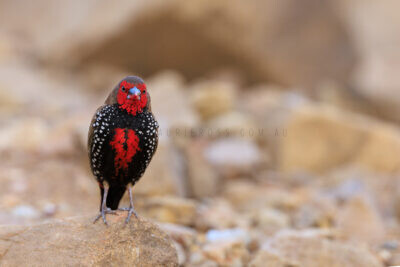 Painted Finch - Male3