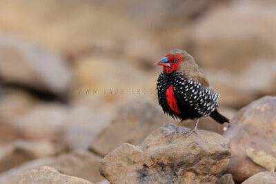 Painted Finch - Male5