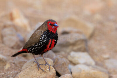 Painted Finch - Male6
