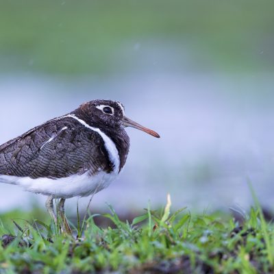 Sandpipers and allies, Snipe, Jacana