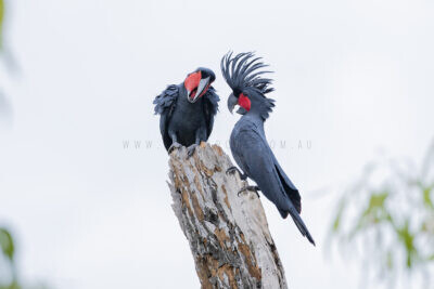 Palm Cockatoo - Male & Female displaying7