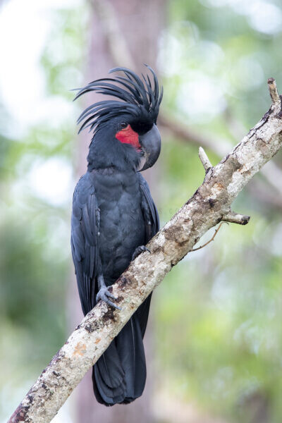 Palm Cockatoo - Male perching