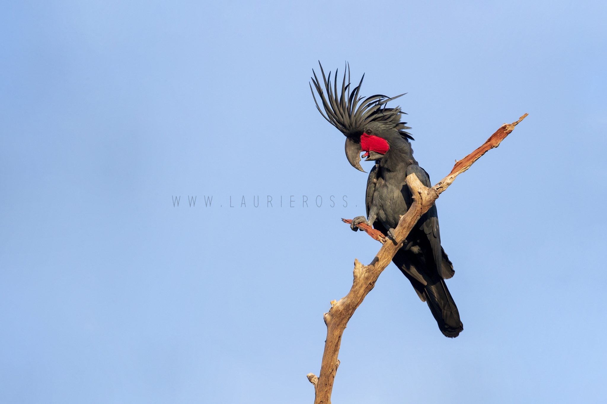 Palm Cockatoo - Male with Drum (Probosciger aterrimus macgillivrayi)