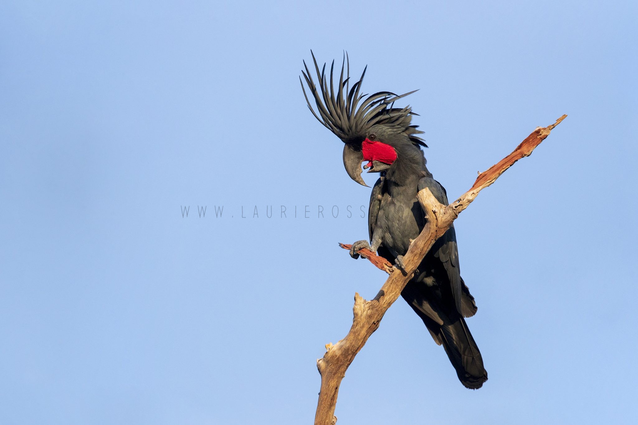 Palm Cockatoo - Male with Drum (Probosciger aterrimus macgillivrayi) copy
