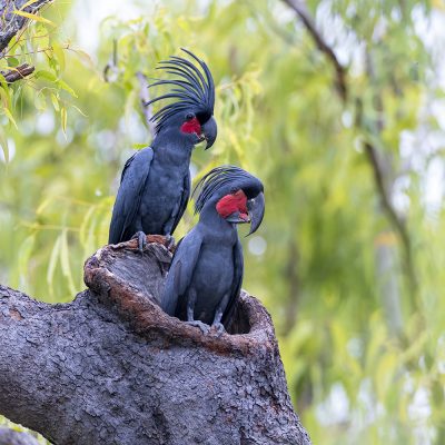 LAURIE ROSS BIRD PHOTOGRAPHY