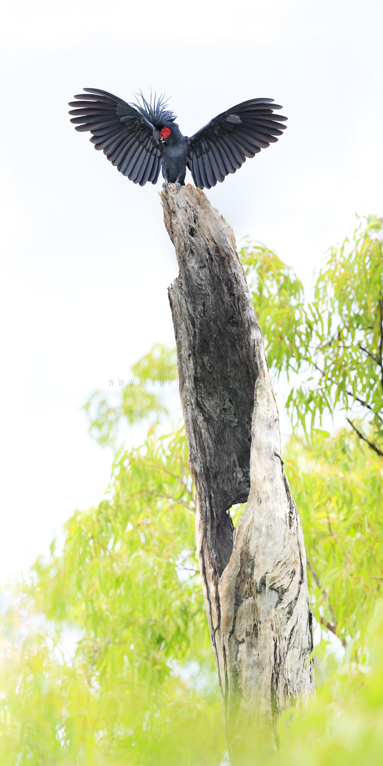 Palm Cockatoo - Wings out Hollow