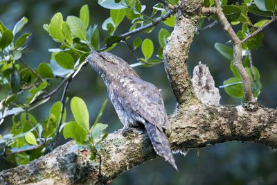Papuan Frogmouth - With Chick (Podargus papuensis baileyi)