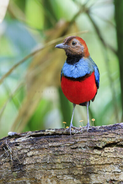 Papuan Pitta - Verticle