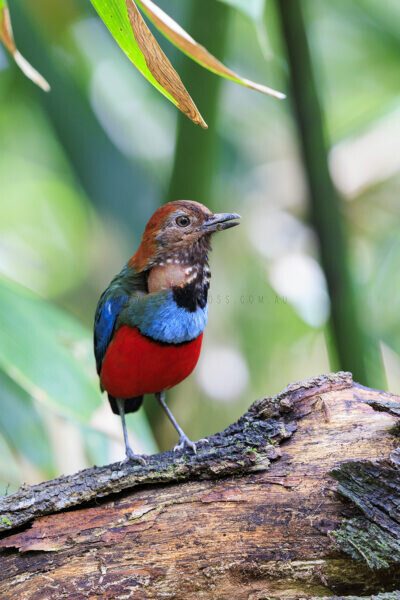 Papuan Pitta - Verticle1