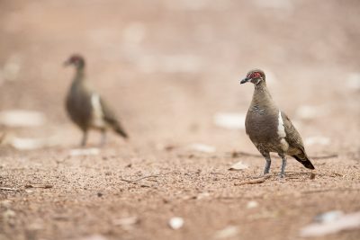 Partridge Pigeon - Pair (Geophaps smithii)