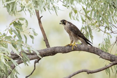 Peregrine Falcon - Perched (Falco peregrinus macropus)