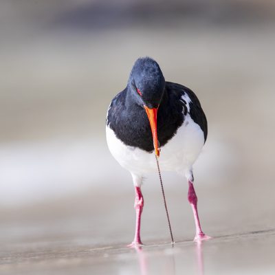 Oystercatchers, Stilts & Avocets