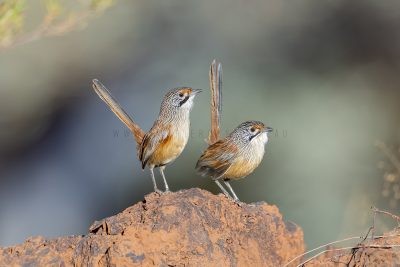 Pilbara Grasswren - Pair