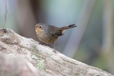 Pilotbird (Pycnoptilus Floccosus Floccosus) - Barren Grounds, NSW