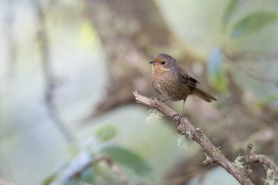 Pilotbird (Pycnoptilus Floccosus Floccosus) - Barren Grounds, NSW