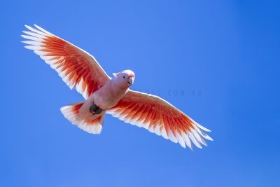 Pink Cockatoo - In Flight (Lophochroa leadbeateri mollis).1