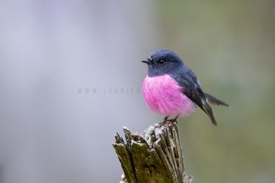 Pink Robin - Male