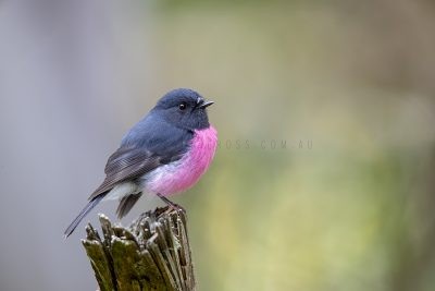 Pink Robin - Male.1