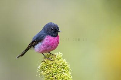Pink Robin - Male.3