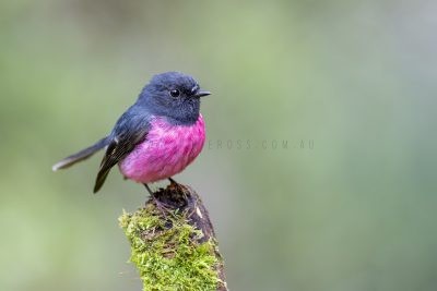 Pink Robin - Male.6