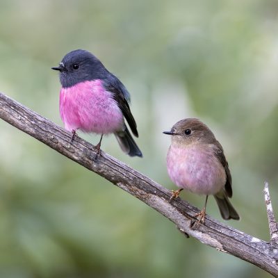 Australasian Robins, Larks, Cisticolas, Reed warblers, Grassbirds and allies