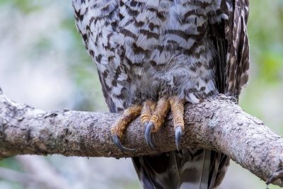 Powerful Owl - Talons