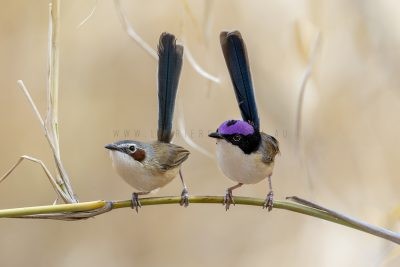 Purple-crowned Fairywren - Pair.1