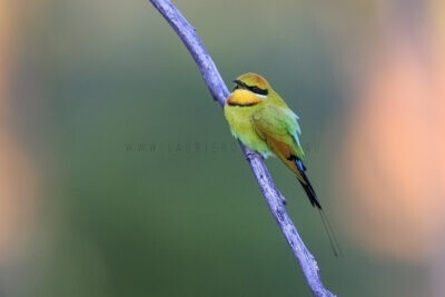 Rainbow Bee-eater - Male