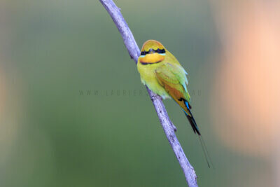 Rainbow Bee-eater - Male1
