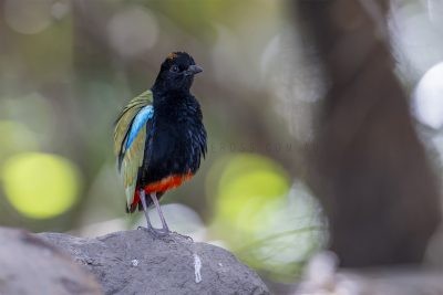 Rainbow Pitta - Fluffing