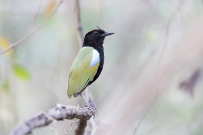 Rainbow Pitta - On Perch (Pitta iris iris) - Darwin, NT
