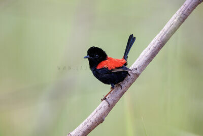Red-backed Fairywren - Male back showing