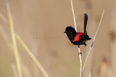 Red-backed Fairywren - Male (Malurus melanocephalus melanocephalus).2