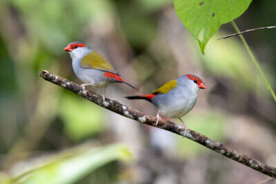 Red-browed Finch - Minor