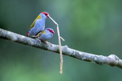 Red-browed Finches - Pair