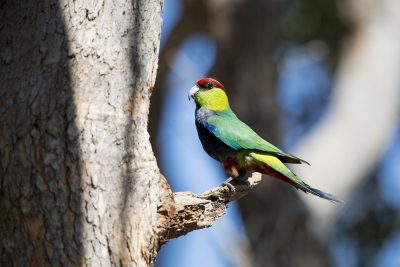 Red-capped Parrot - Male (Purpureicephalus spurius)
