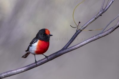 Red-capped Robin - Male (Petroica goodenovii),1.