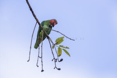 Red-cheeked Parrot - Male3