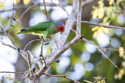Red-cheeked Parrot - Male4