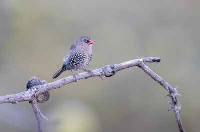 Red-eared Firetail - Juvenile