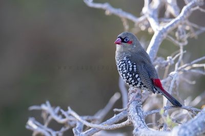 Red-eared Firetail.3