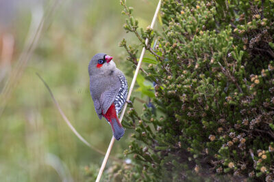 Red-eared Firetail1