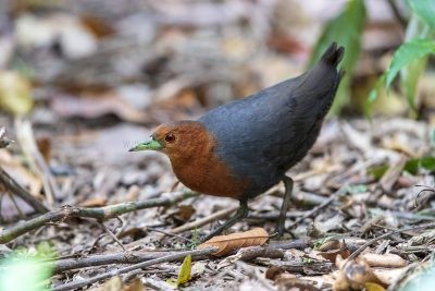 Red-necked Crake (Rallina tricolor)