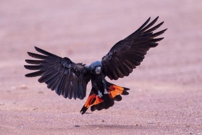 Red-tailed Black-cockatoo - Male Landing