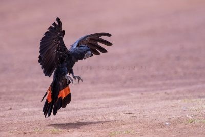 Red-tailed Black-cockatoo - Male.2