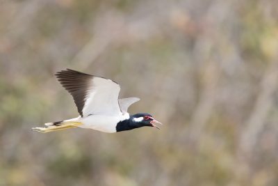 Red-wattled Lapwing - In Flight (Vanellus indicus)
