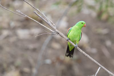 Red-winged Parrot (Male - Aprosmictus erythropterus) - Top Springs, NT