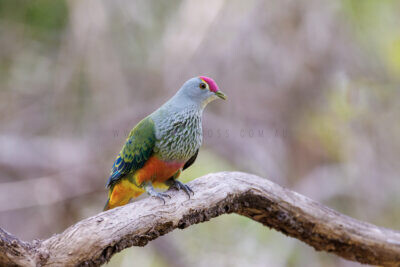 Rose-crowned Fruit-dove1